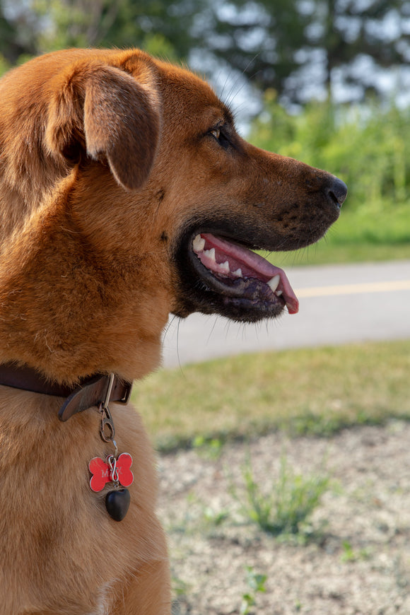 Shungite Pet Collar Charm